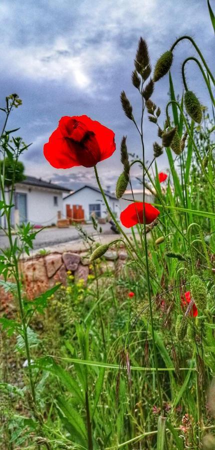 Ferienhaus Sonnenwind Am Hainer See Neukieritzsch Eksteriør bilde